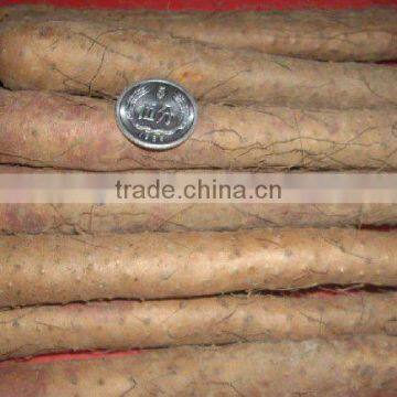 Chinese Fresh Wild Yam powder P.E. 16%