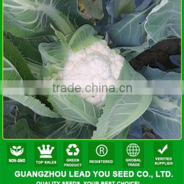 JCF14 Holy 70 days wide adaptability and stronger resistant ability cauliflower seeds