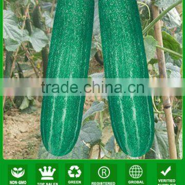ACU061 Laqi big size green cucumber hybrid seeds for planting