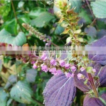 Herbel Clod Pressed Tech Perilla Seed Oil Useful photo-2