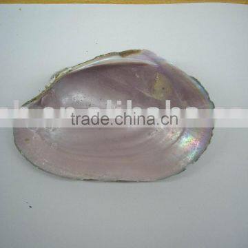 natural pink mother of pearl shell-raw shell material