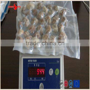 Vacuum -packed Short Necked Clam in Shell photo-3