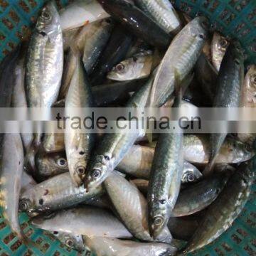 Frozen Horse Mackerel Fresh Seafood Small Eye Horse Mackerel photo-4