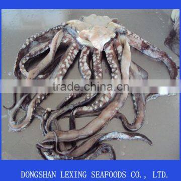 frozen peru giant squid tentacle,wing,neck,fillet,tube