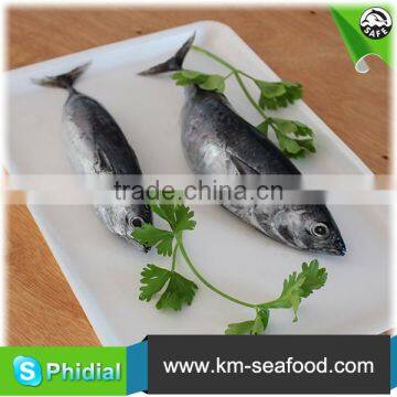 China Manufacturer Fresh Frozen Bonito Fish For Sale photo-5