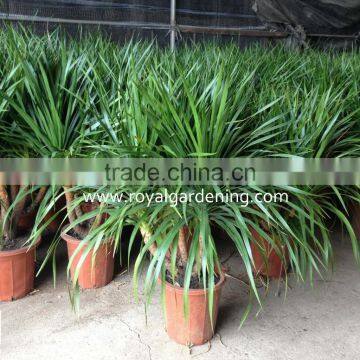 Dracaena draco indoor plants Ornamental Plants