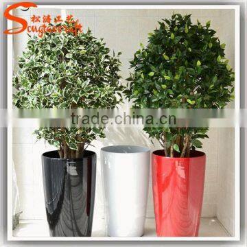Large outdoor bonsai trees banyan wholesale bonsai trees ficus microcarpa bonsai trees