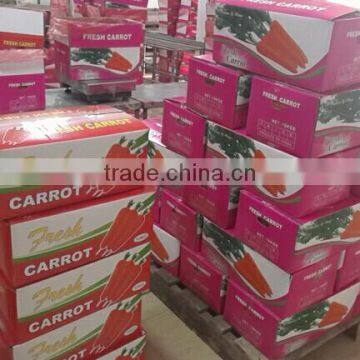 Wholesale Chinese Fresh Carrots With High Quality and Good Price photo-5