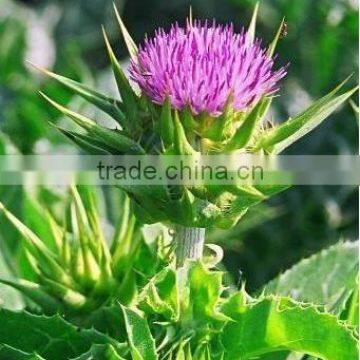 Milk Thistle extract powder