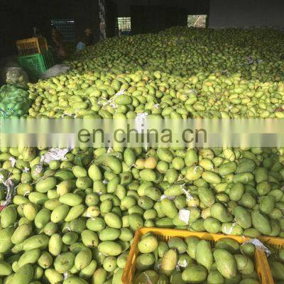 Vietnam Soft Dried Mango 100% Natural Mango photo-5