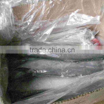 Frozen Spanish Mackerel King Fish for Sale photo-5
