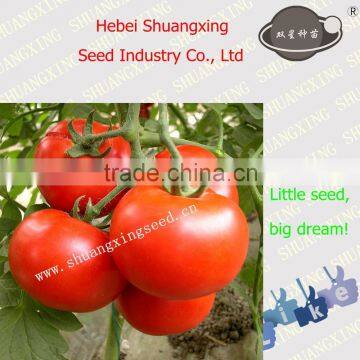 Beauty No.3 Greenhouse tomato seeds with good price