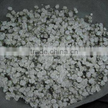 Top selling million star fresh cut gypsophila