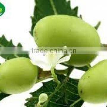 Neem Seed Oil in Expoxy Coated Steel Drums photo-6