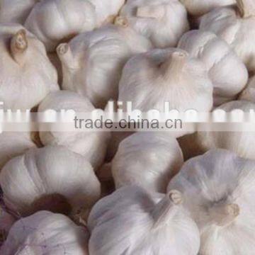 Normal white Garlic 5.5 cm Common Cultivation Type Shandong Peeled Garlic