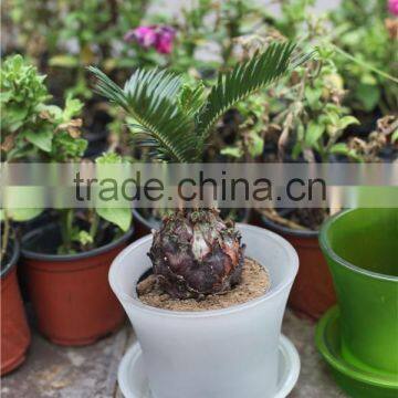 different size wholesale miniature plant pots with tray