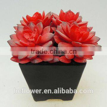 New design potted succulents water lily for living room decoration