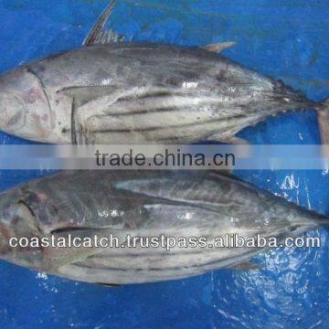 FROZEN SKIPJACK TUNA WHOLE ROUND(KATSWONUS PELAMIS)