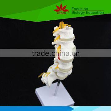 Direct factory supplied Lumbar spinal column model with sacral and coccyx bones