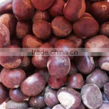 Chinese Fresh Chestnut 2015 crop