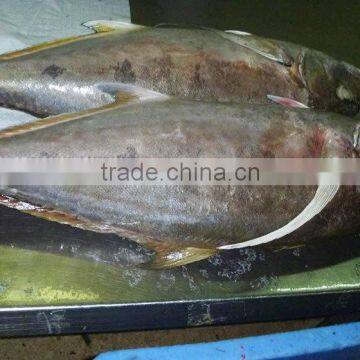 Caranx sexfasciatus frozen Bigeye Trevally fish