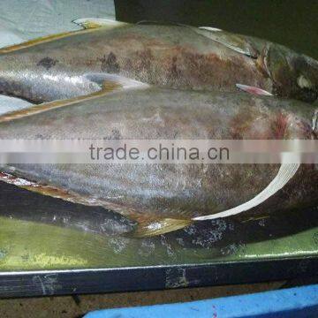 Caranx Sexfasciatus Frozen Bigeye Trevally Fish