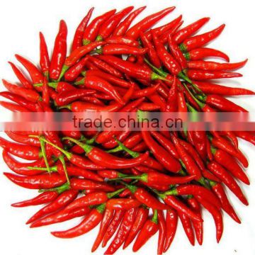 2012 fresh dried chilli with variety size on your need