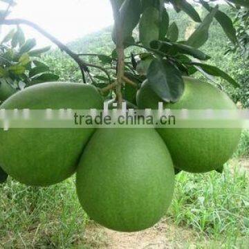 POMELO