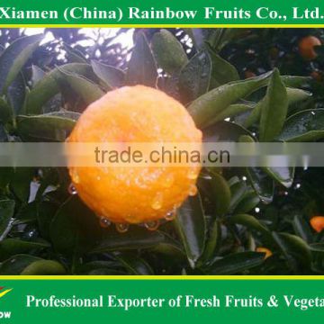 2015 china fresh baby mandarin orange from Nanfeng Jiangxi area