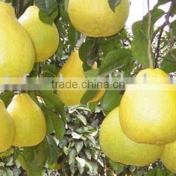 12kg pack honey pomelo