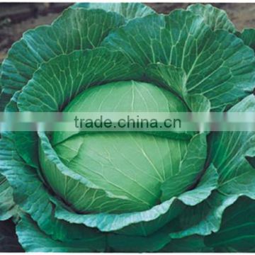 HC06 Wudi heat resistant,Oblateness green F1 hybrid cabbage seeds