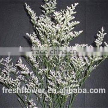 limonium sinensis of Love grass