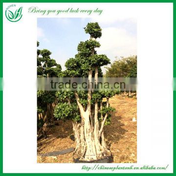 Indoor and outdoor plants ficus big trees