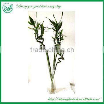 Spiral Lucky Bamboo