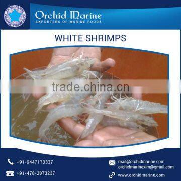 Premium Quality Natural Taste White Shrimps With Long Shelf Life photo-5