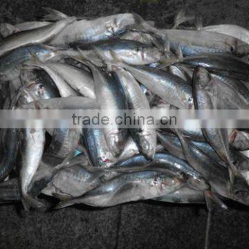 Frozen Fresh W/R Horse Mackerel China-made Fish photo-4