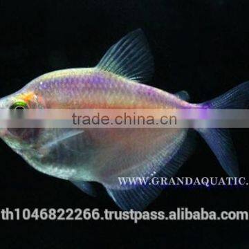 White Skirt Tetras Fish Farm For Sale and Export photo-5
