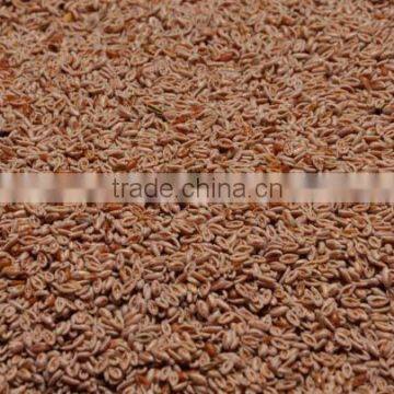 best Quality of Psyllium seed