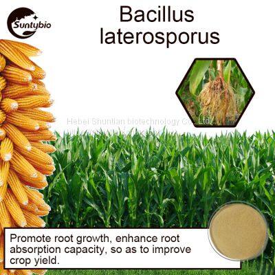 Bacillus Laterosporus photo-4