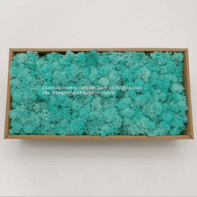 China Wholesale Stabilized Preserved Reindeer Moss For Wall Party Station Restaurant Decoration