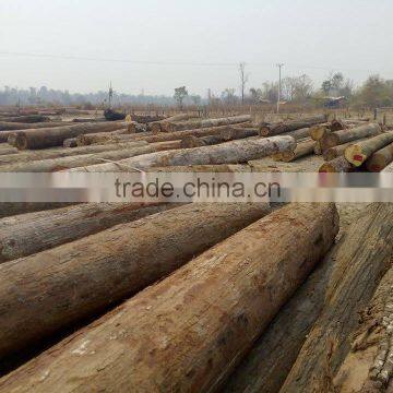 High quality big round Laos Keruing Logs