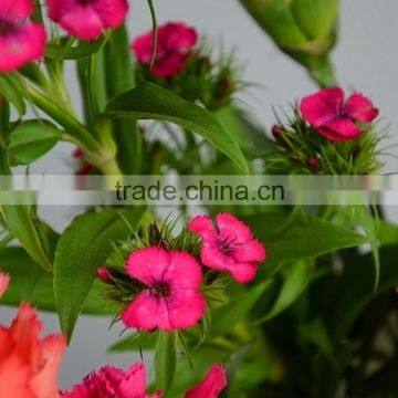 Fresh cut Sweet William bulk fresh cut flowers