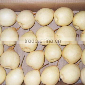 2015 new crop Chinese fresh Ya pear for export