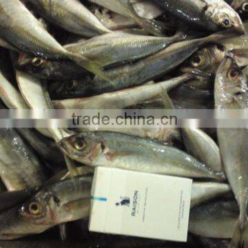 price frozen horse mackerel W/R BQF FISH