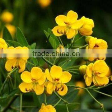 Cassia Bicapsulafis, Flower Seed,herb Seed,vegetalbe Seed,fruit Seed,grass Seed photo-4