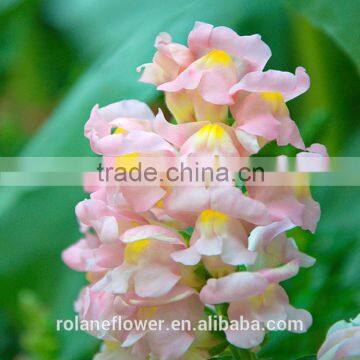 China supplies arranging flower natural single antirrhinum