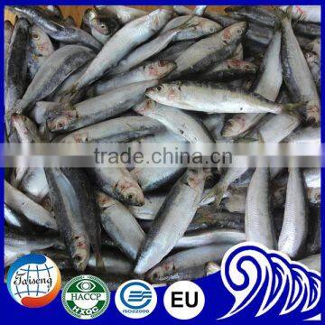 Fresh Frozen Sardine Products