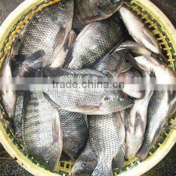 Frozen Tilapia Fish