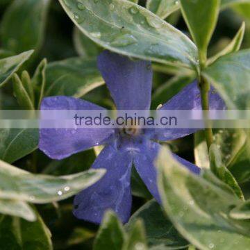 Vinca minor variegata Periwinkle Variegated Lesser Periwinkle Variegated