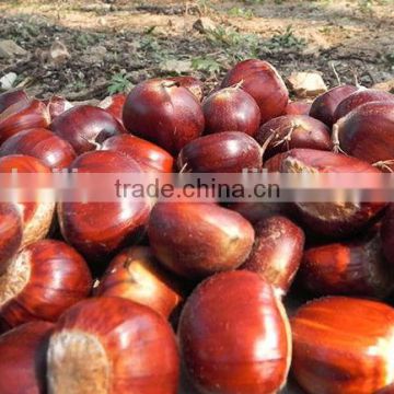 whole sale sweet raw chestnuts 2014 crop